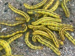Hyles lineata larvae by Peter Chen 2.0. Used under a CC BY 4.0 license.