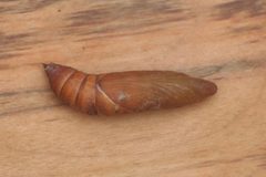 Hyles lineata puppa01 by Whitney Cranshaw, Colorado State University, Bugwood.org. Used under a CC BY 3.0 us license.