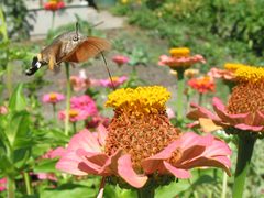 Macroglossum stellatarum by Michal Maňas
. Used under a CC BY 3.0 license.