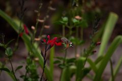 Macroglossum stellatarum and salvia microphylla by Jorge Fabregat. Used under a CC BY-SA 4.0 license.
