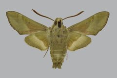 Proserpinus clarkiae BMNHE813407 male un by The Trustees of the Natural History Museum, London. Used under a CC BY 3.0 license.
