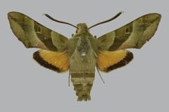 Proserpinus clarkiae BMNHE813407 male up by The Trustees of the Natural History Museum, London. Used under a CC BY 3.0 license.