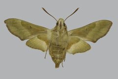 Proserpinus clarkiae BMNHE813408 female un by The Trustees of the Natural History Museum, London. Used under a CC BY 3.0 license.