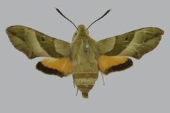 Proserpinus clarkiae BMNHE813408 female up by The Trustees of the Natural History Museum, London. Used under a CC BY 3.0 license.