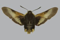 Proserpinus flavofasciata BMNHE813410 female un by The Trustees of the Natural History Museum, London. Used under a CC BY 3.0 license.