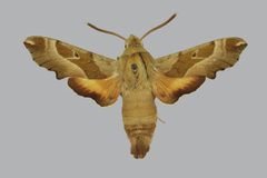 Proserpinus gaurae BMNHE813399 male up by The Trustees of the Natural History Museum, London. Used under a CC BY 3.0 license.
