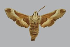 Proserpinus gaurae BMNHE813400 female un by The Trustees of the Natural History Museum, London. Used under a CC BY 3.0 license.