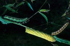 Proserpinus juanita by Lacy L. Hyche, Auburn University, United States. Used under a CC BY 3.0 us license.