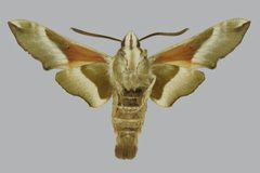 Proserpinus juanita BMNHE813403 male un by The Trustees of the Natural History Museum, London. Used under a CC BY 3.0 license.