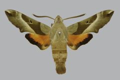 Proserpinus juanita BMNHE813403 male up by The Trustees of the Natural History Museum, London. Used under a CC BY 3.0 license.