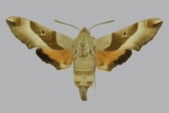 Proserpinus juanita BMNHE813404 female up by The Trustees of the Natural History Museum, London. Used under a CC BY 3.0 license.