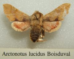 Arctonotus lucidus sjh by wikipedia. Used under a CC BY-SA 2.5 license.