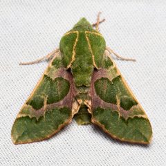 Proserpinus lucidus by Ken-ichi Ueda. Used under a CC0 license.