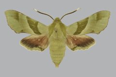 Proserpinus terlooii BMNHE813401 male up by The Trustees of the Natural History Museum, London. Used under a CC BY 3.0 license.