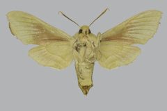Proserpinus terlooii BMNHE813402 female un by The Trustees of the Natural History Museum, London. Used under a CC BY 3.0 license.