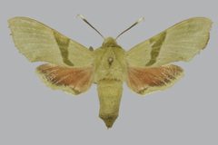 Proserpinus terlooii BMNHE813402 female up by The Trustees of the Natural History Museum, London. Used under a CC BY 3.0 license.