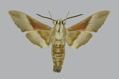 Proserpinus vega BMNHE813397 male un by The Trustees of the Natural History Museum, London. Used under a CC BY 3.0 license.