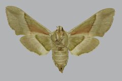 Proserpinus vega BMNHE813398 female un by The Trustees of the Natural History Museum, London. Used under a CC BY 3.0 license.