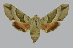 Proserpinus vega BMNHE813398 female up by The Trustees of the Natural History Museum, London. Used under a CC BY 3.0 license.