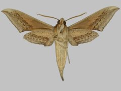 Xylophanes falco BMNHE273398 male un by The Trustees of the Natural History Museum, London. Used under a CC BY 3.0 license.