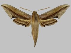 Xylophanes falco BMNHE273398 male up by The Trustees of the Natural History Museum, London. Used under a CC BY 3.0 license.