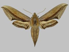 Xylophanes falco BMNHE273399 female up by The Trustees of the Natural History Museum, London. Used under a CC BY 3.0 license.