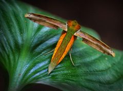 Xylophanes-tersa by Riaz musthafa. Used under a CC BY-SA 4.0 license.