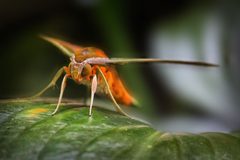 Xylophanes-tersa-sphinx-moth by Riazmusthafa. Used under a CC BY-SA 4.0 license.
