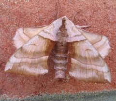 Amorpha juglandis by Brent Steury. Used under a Public domain license.
