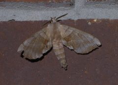 Amorpha juglandis P1390867a by 
xpda. Used under a CC BY-SA 4.0 license.
