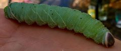 Pachysphinx modesta by iNaturalist user: briangwiz. Used under a CC BY 4.0 license.