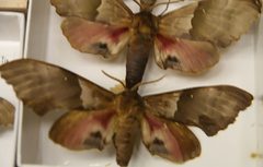 Pachysphinx modesta 4zz by Photo by David J. Stang. Used under a CC BY-SA 4.0 license.
