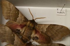 Pachysphinx modesta 5zz by Photo by David J. Stang. Used under a CC BY-SA 4.0 license.