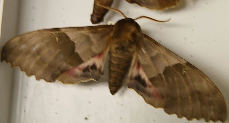 Pasalidognathus modestus　69mm 62mm Pachysphinx modesta (Modest Sphinx): Identification, Facts, and