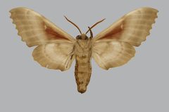 Pachysphinx modesta BMNHE813701 male un by The Trustees of the Natural History Museum, London. Used under a CC BY 3.0 license.