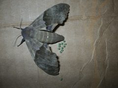 Pachysphinx modesta fem by Tonio H. from London/Ottawa/Kingston, Canada. Used under a CC BY 2.0 license.