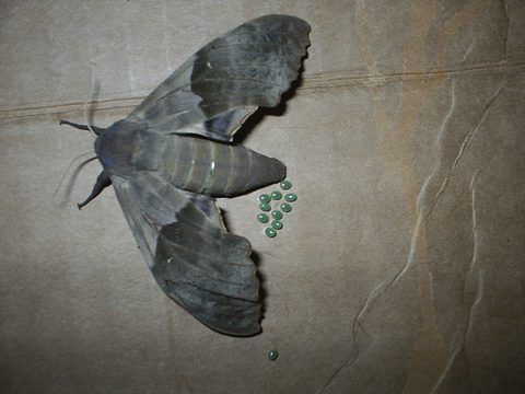 Pachysphinx modesta (Modest Sphinx): Identification, Facts, and
