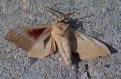 Hugemoth july2009 2 by Are you ready for IPv6? (talk). Used under a Public domain license.