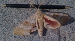 Hugemoth july2009 3 by Are you ready for IPv6? (talk). Used under a Public domain license.