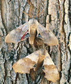 Pachysphinx occidentalis by Whitney Cranshaw, Colorado State University, Bugwood.org. Used under a CC BY 3.0 us license.