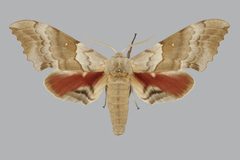 Pachysphinx occidentalis BMNHE813703 male up by The Trustees of the Natural History Museum, London. Used under a CC BY 3.0 license.