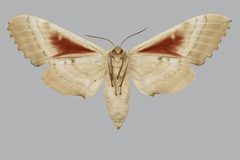 Pachysphinx occidentalis BMNHE813704 female un by The Trustees of the Natural History Museum, London. Used under a CC BY 3.0 license.