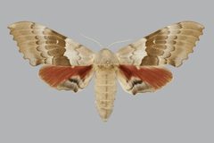 Pachysphinx occidentalis BMNHE813704 female up by The Trustees of the Natural History Museum, London. Used under a CC BY 3.0 license.