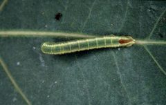 Pachysphinx occidentalis larva by Whitney Cranshaw, Colorado State University, Bugwood.org. Used under a CC BY 3.0 us license.