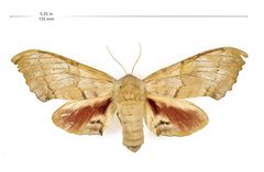 Pachysphinx occidentalis with scale by Lake Mead NRA Public Affairs. Used under a Public domain license.