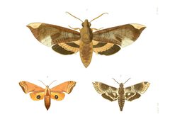 Illustrations of Exotic Entomology II 26 by Plates: Dru Drury (1725–1803). Text: John Obadiah Westwood (1805–1893). Used under a Public domain license.