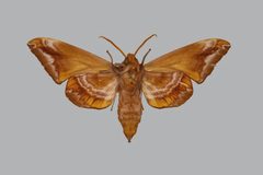 Paonias astylus BMNHE813686 male un by The Trustees of the Natural History Museum, London. Used under a CC BY 3.0 license.