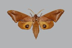 Paonias astylus BMNHE813686 male up by The Trustees of the Natural History Museum, London. Used under a CC BY 3.0 license.