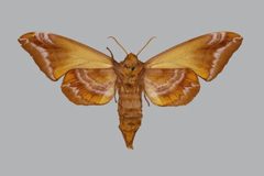 Paonias astylus BMNHE813687 female un by The Trustees of the Natural History Museum, London. Used under a CC BY 3.0 license.