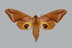 Paonias astylus BMNHE813687 female up by The Trustees of the Natural History Museum, London. Used under a CC BY 3.0 license.